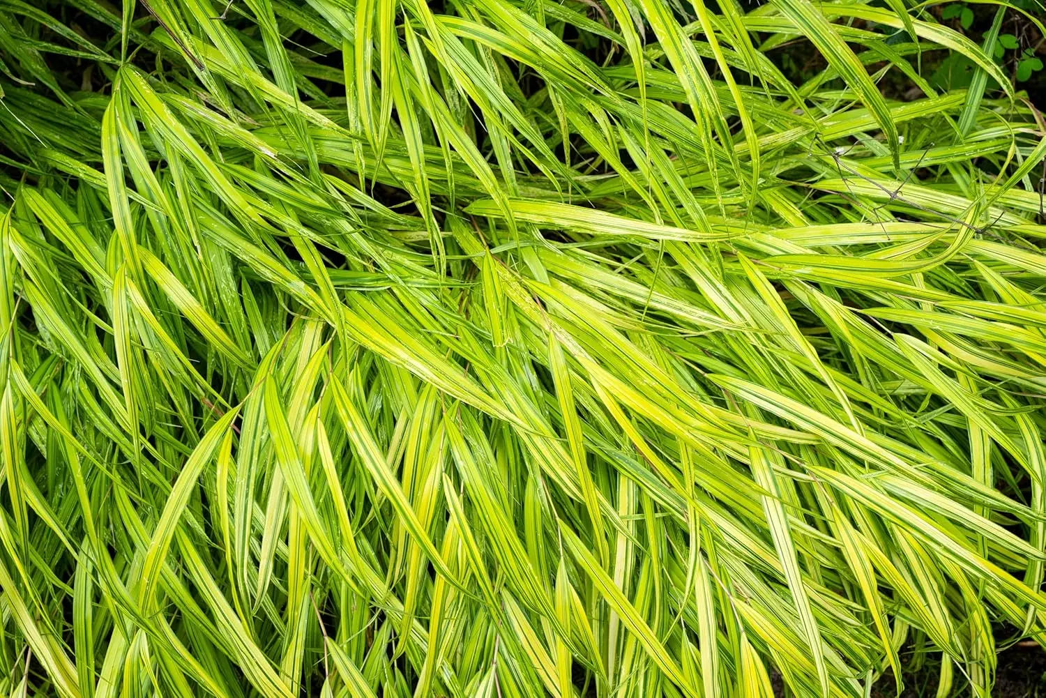 Japanisches Gold Berggras Hakonechloa macra 'Aureola' Ziergras, grüne Blätter mit goldenen Streifen, im Garten.