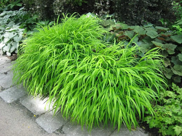 Japanisches Berggras Hakonechloa macra in XXL-Topf, grünes Ziergras, Stauden Gänge, dekoratives Gartenpflanze, natürliche Optik