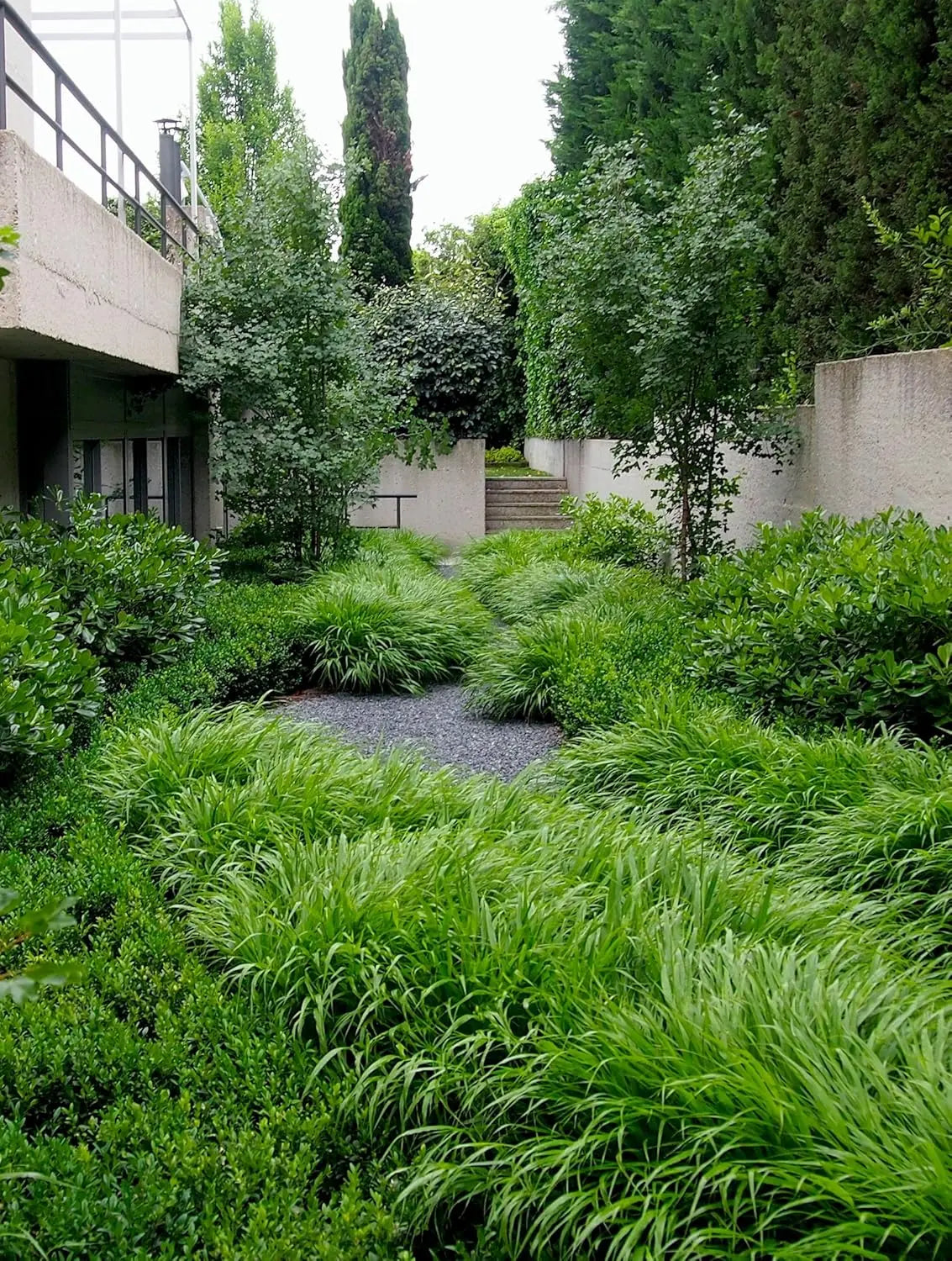 Japanisches Berggras Hakonechloa macra in XXL Topf, grünes Ziergras von Stauden Gänge, naturbelassen und dekorativ.