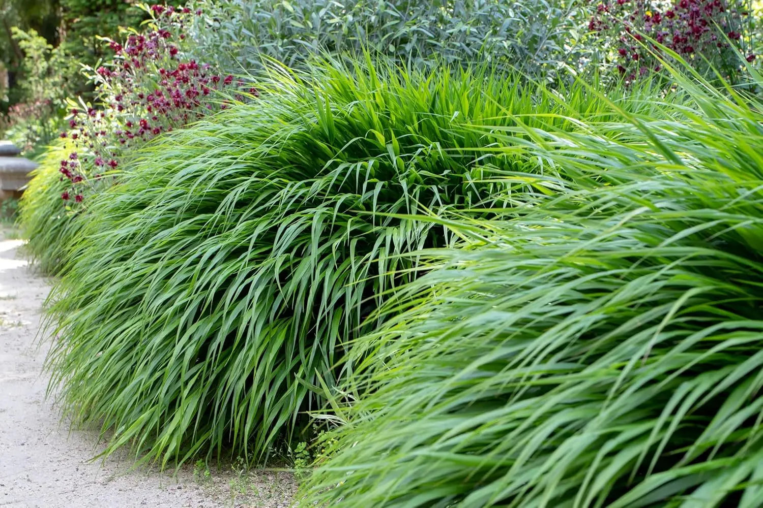 Japanisches Berggras Hakonechloa macra im XXL-Topf, Ziergras von Stauden Gänge, grüne, schwingende Blätter, Gartenpflanze