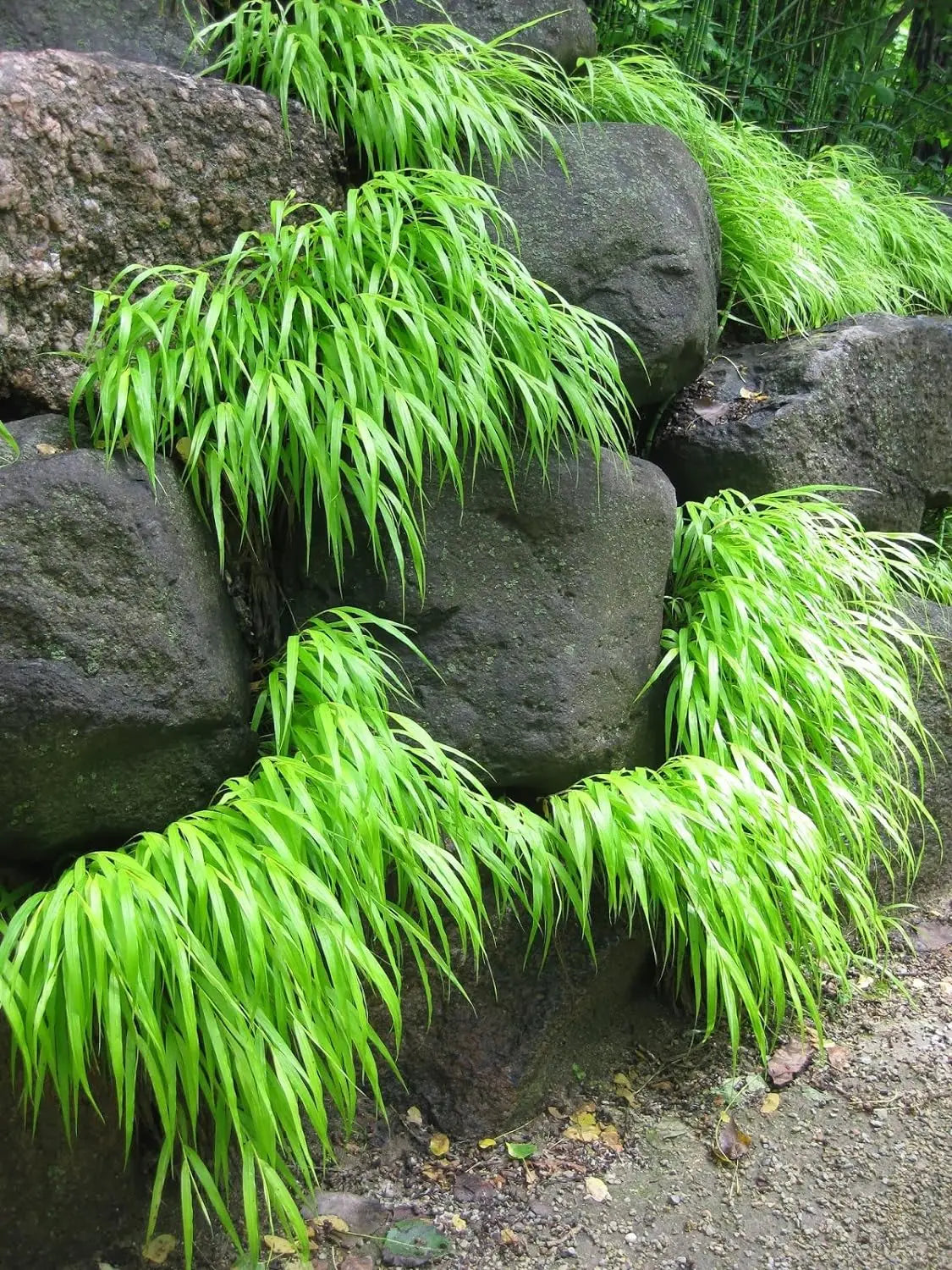 Japanisches Berggras Hakonechloa macra in XXL Topf, grünes Ziergras, Stauden Gänge, dekoratives Gartengewächs