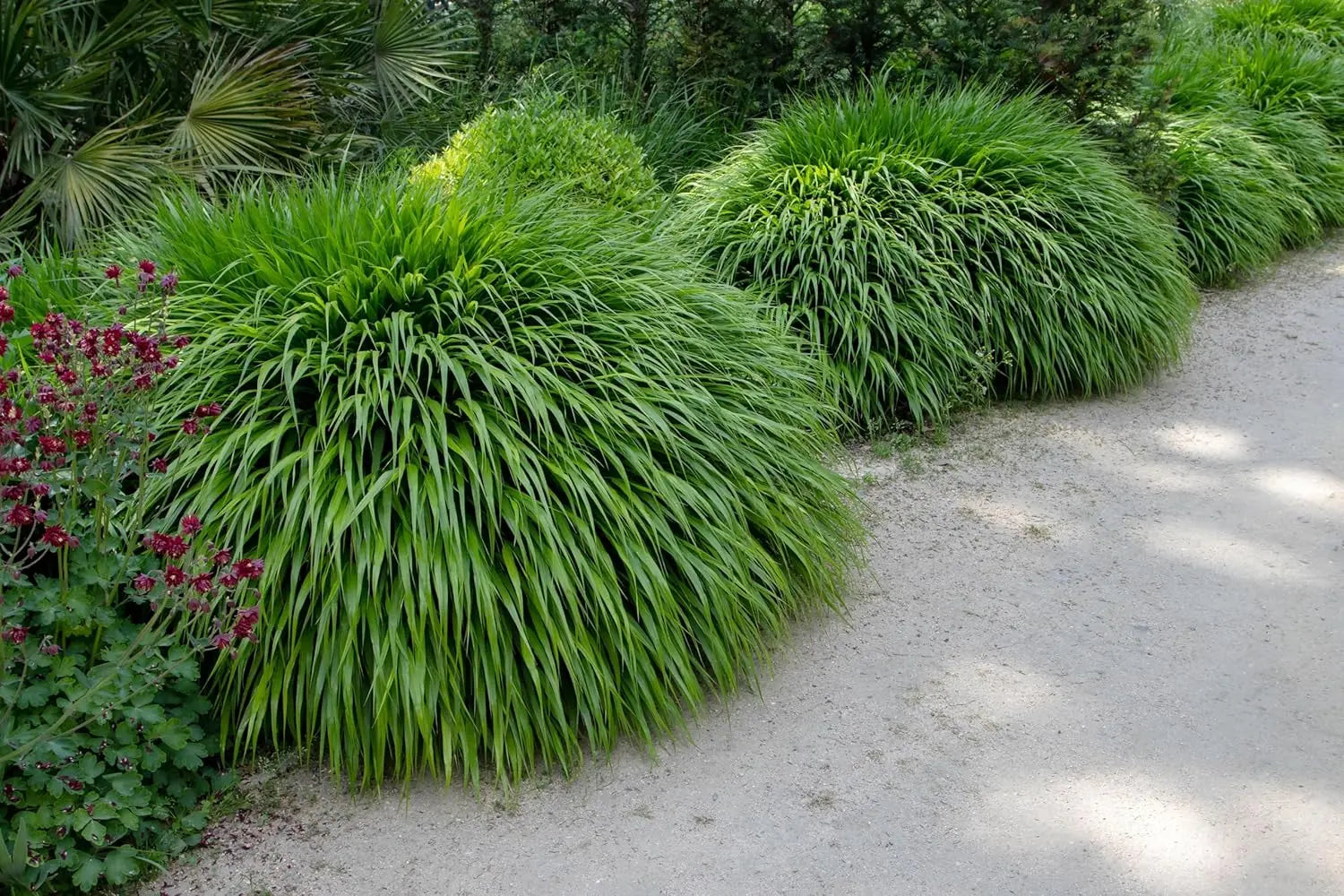 Japanisches Berggras Hakonechloa macra in XXL Topf, grün und buschig, Ziergras von Stauden Gänge für Garten und Balkon