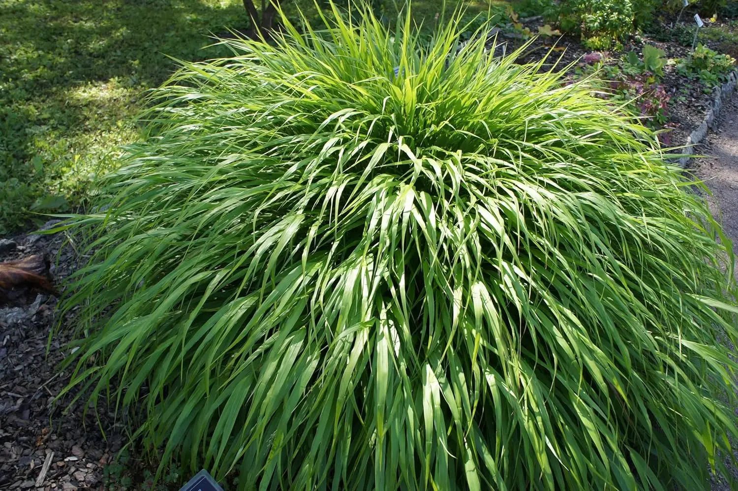 Japanisches Berggras Hakonechloa macra in XXL Topf, grünes Ziergras von Stauden Gänge, detailreiche Pflanze im Topf