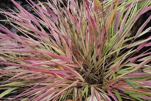 Japanisches Berggras Hakonechloa macra 'Naomi' von Stauden Gänge, Ziergras mit goldgelben, grünen Blättern, im Garten.