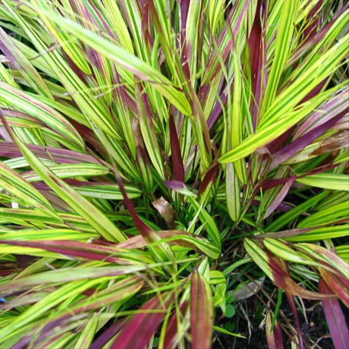 Japanisches Berggras Hakonechloa macra 'Naomi' von Stauden Gänge, zierendes grünes Ziergras mit schmalen Blättern.