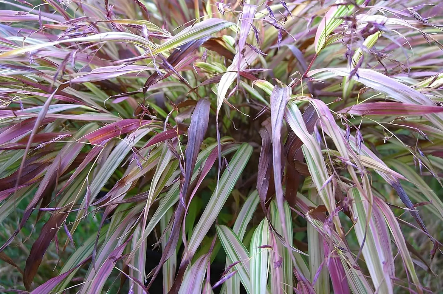 Japanisches Berggras Hakonechloa macra 'Naomi' von Stauden Gänge, zartes grünes Ziergras mit schlangenförmigen Blättern