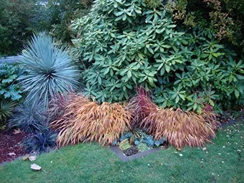 Ziergras Hakonechloa macra 'Naomi' von Stauden Gänge, grüne, flauschige Blätter, die an japanisches Berggras erinnern
