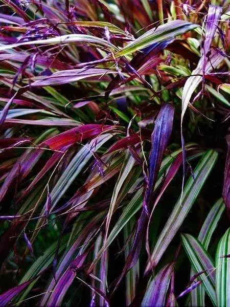 Japanisches Berggras Hakonechloa macra 'Naomi' von Stauden Gänge, zierendes Gräser mit goldgrünen Blättern im Garten.