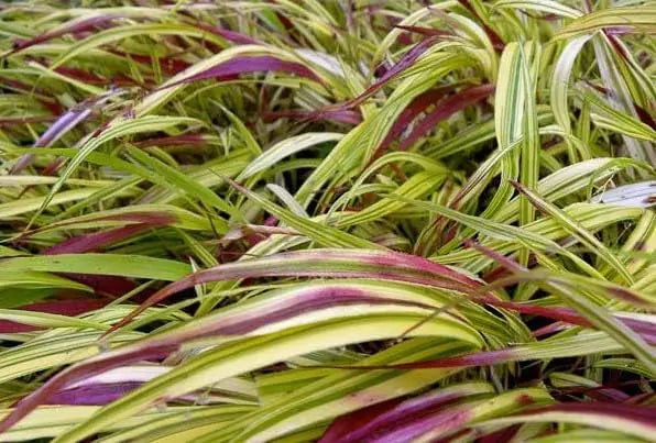 Japanisches Berggras Hakonechloa macra 'Naomi' von Stauden Gänge, zierendes, grünes Ziergras mit schmalen Blättern.
