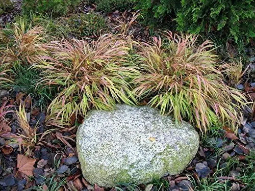 Japanisches Berggras Hakonechloa macra 'Naomi' von Stauden Gänge, Ziergras mit grün-gelben Blättern und anmutiger Wuchsform
