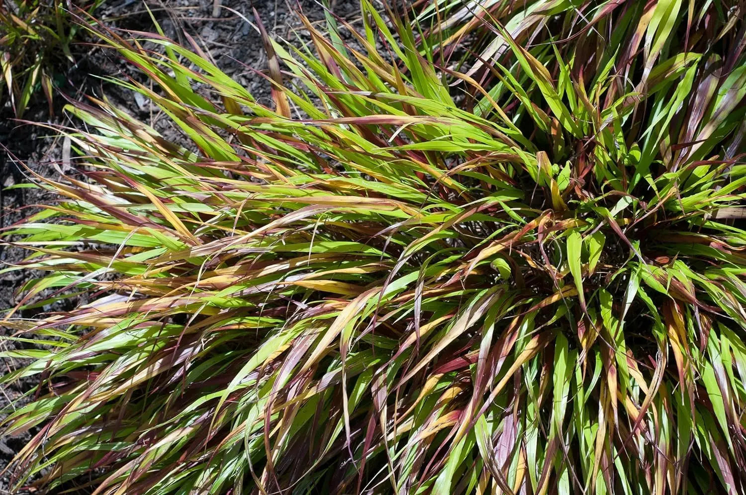 Japanisches Berggras Hakonechloa macra 'Nicolas' von Stauden Gänge, grünes Ziergras mit schmalen Blättern, im Garten.