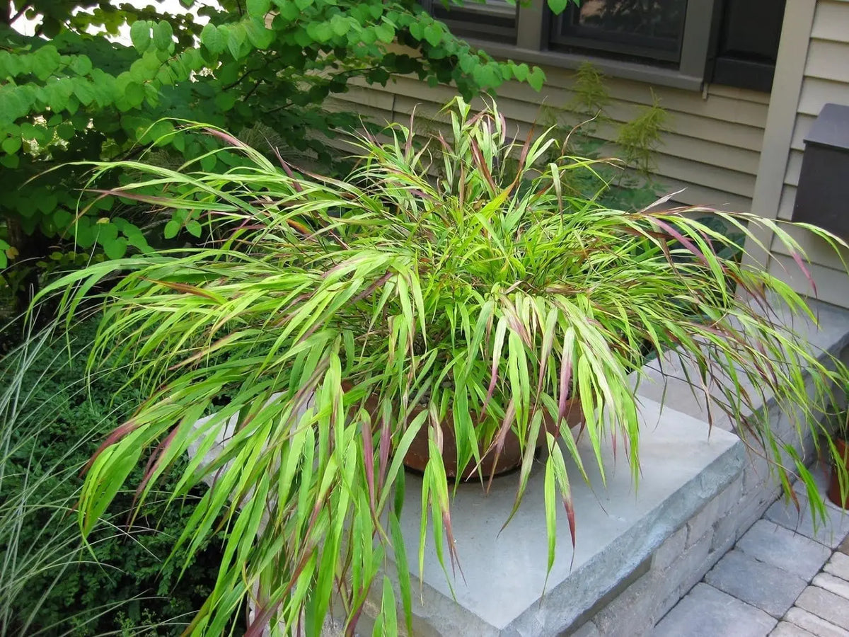Japanisches Berggras Hakonechloa macra 'Nicolas' von Stauden Gänge, zierendes Gräser mit goldgelbem Laub und weichem Wuchs.
