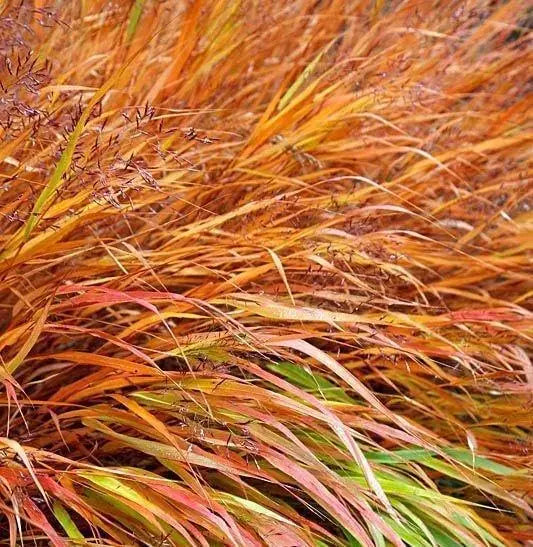 Japanisches Berggras Hakonechloa macra 'Nicolas' von Stauden Gänge, grünes Ziergras mit goldenen Blättern, im Garten.