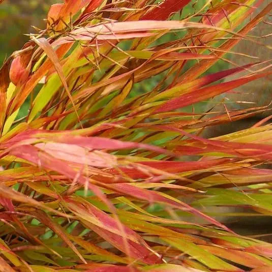 Japanisches Berggras Hakonechloa macra 'Nicolas' von Stauden Gänge, Ziergras mit goldgelbem, fließendem Laub.
