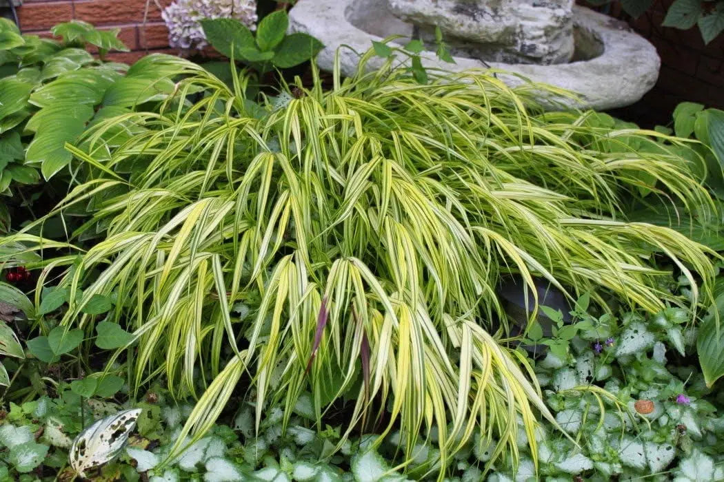 Ziergras Hakonechloa macra 'Sunny Delight' von Stauden Gänge, hellgrüne, lockere Halme, ideal für Garten und Balkon.
