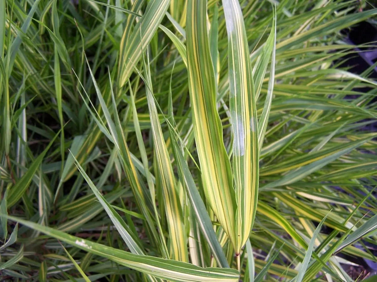 Japanisches Berggras Hakonechloa macra 'Sunny Delight' von Stauden Gänge, grüne und gelbe Blätter, Ziergras im Garten.