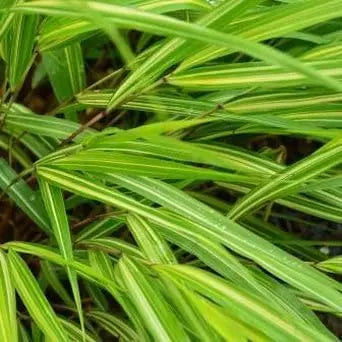 Japanisches Berggras Hakonechloa macra 'Sunny Delight' von Stauden Gänge, grüne und gelbe Blätter, Ziergras im Garten