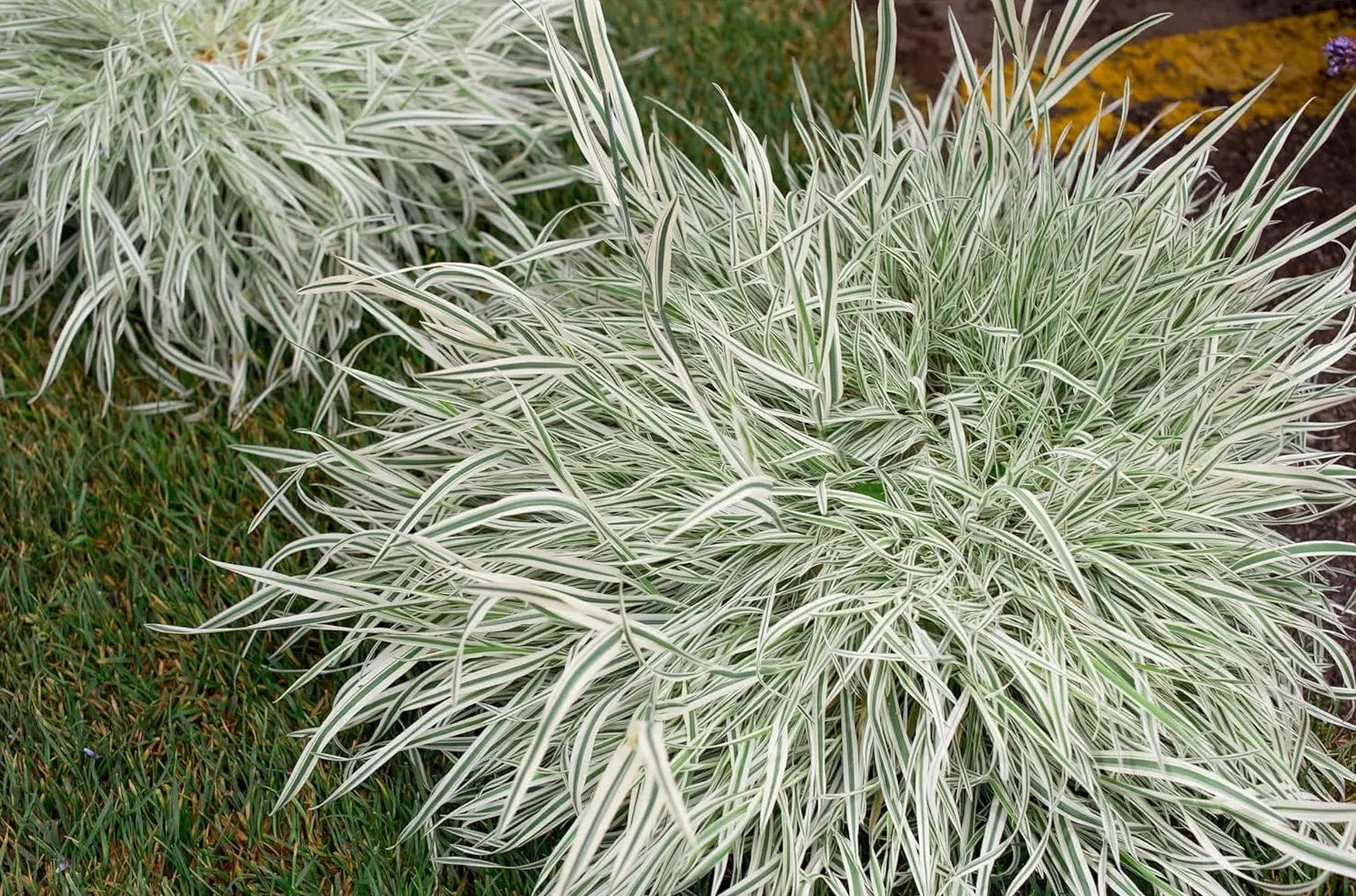 Ziergras Holcus mollis 'Variegatus' mit variegierten Blättern, weiches Honiggras, Stauden Gänge, Gartenpflanze