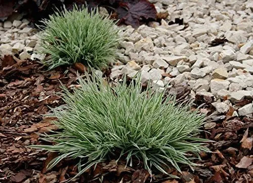 Ziergras Holcus mollis 'Variegatus' mit cremeweißen Blättern, weiches Honiggras, Stauden Gänge, Gartenpflanze