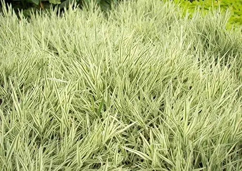 Ziergras Holcus mollis 'Variegatus' mit weißen und grünen Blättern, weiches Honiggras, Stauden Gänge