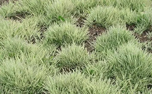 Ziergras Holcus mollis 'Variegatus' mit grün-weißen Blättern, weich und dekorativ, von Stauden Gänge.