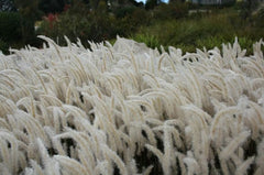 Japanisches Silberhaargras Imperata cylindrica als Ziergras, silberne, feine Halme, im Gartenbeet bei Stauden Gänge sichtbar