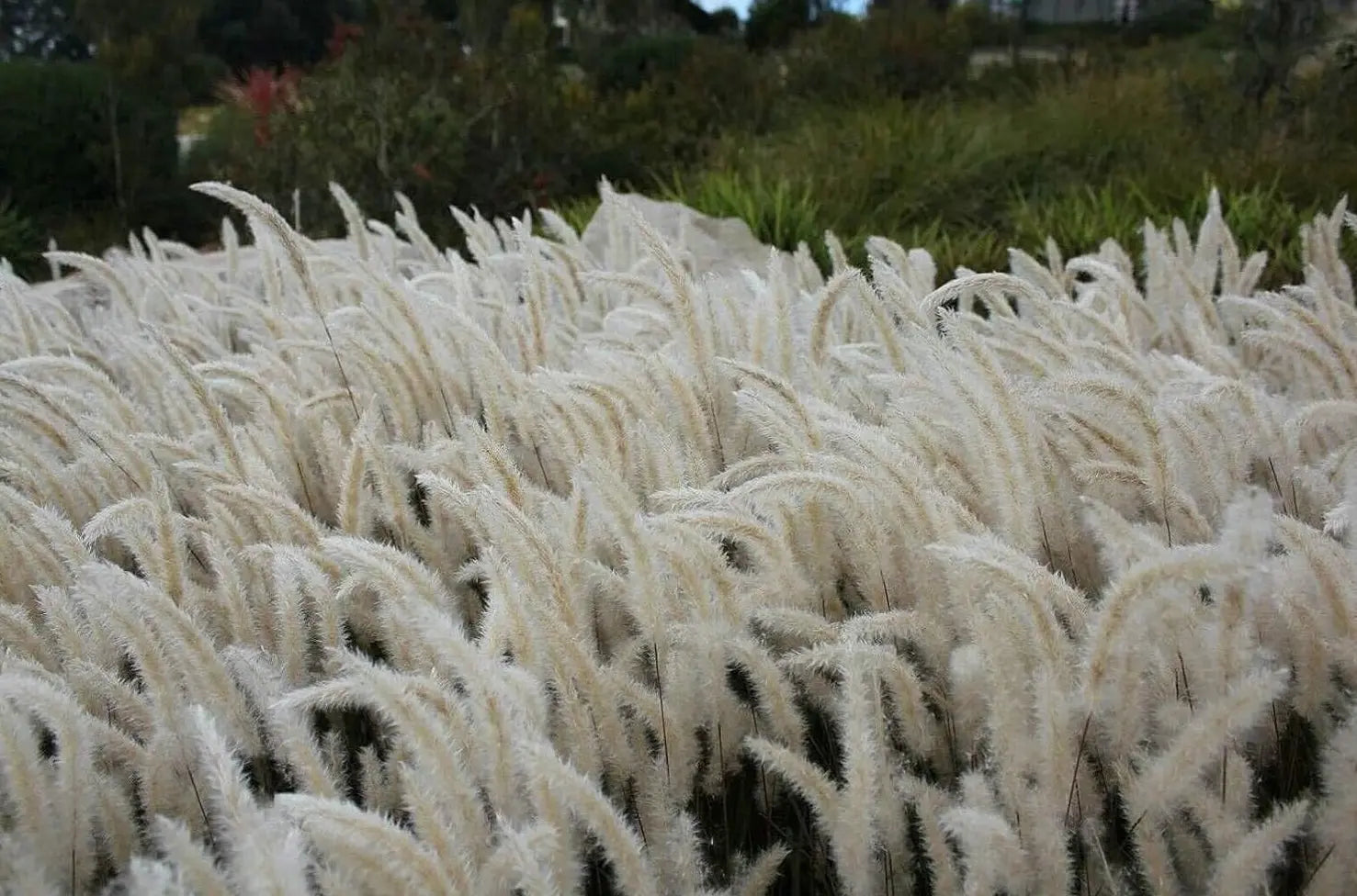 Japanisches Silberhaargras Imperata cylindrica als Ziergras, silberne, feine Halme, im Gartenbeet bei Stauden Gänge sichtbar