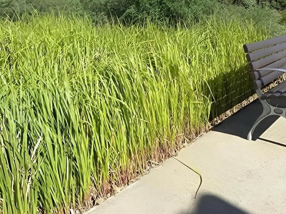 Japanisches Silberhaargras Imperata cylindrica, Ziergras mit silbrigen, feinen Halmen, wächst auf Stauden Gänge.