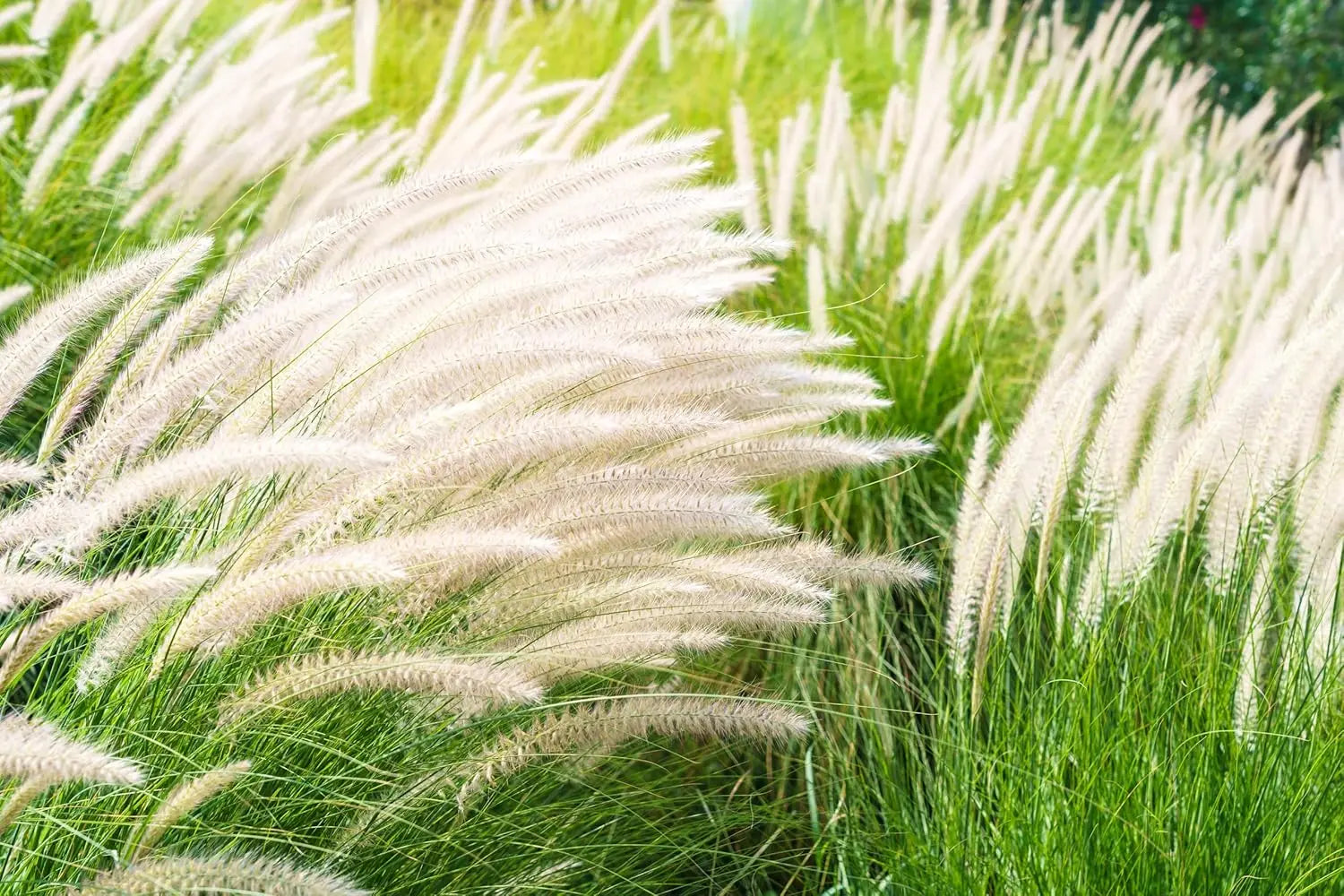 Japanisches Silberhaargras Imperata cylindrica, Ziergras mit silbrig-weißen Halmen, vor grüner Pflanzenkulisse, von Stauden Gänge.