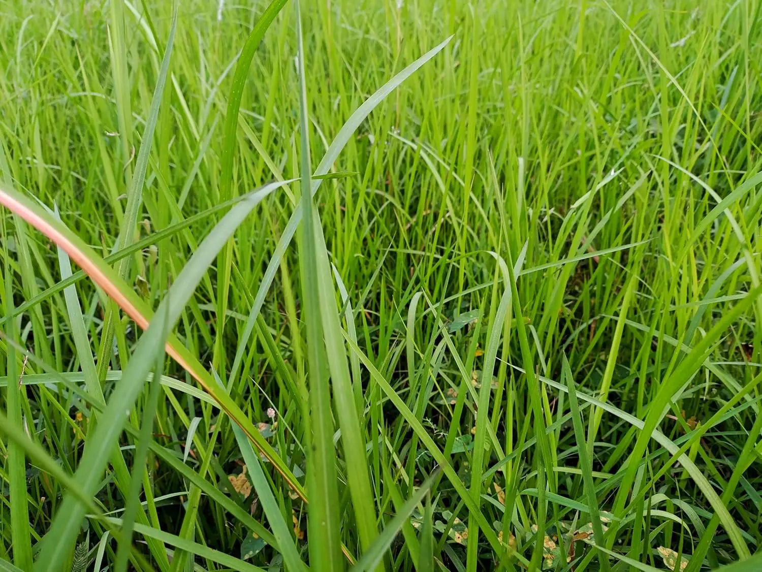 Japanisches Silberhaargras Imperata cylindrica, Ziergras mit silbrigen, feinen Blättern, im Garten sichtbar