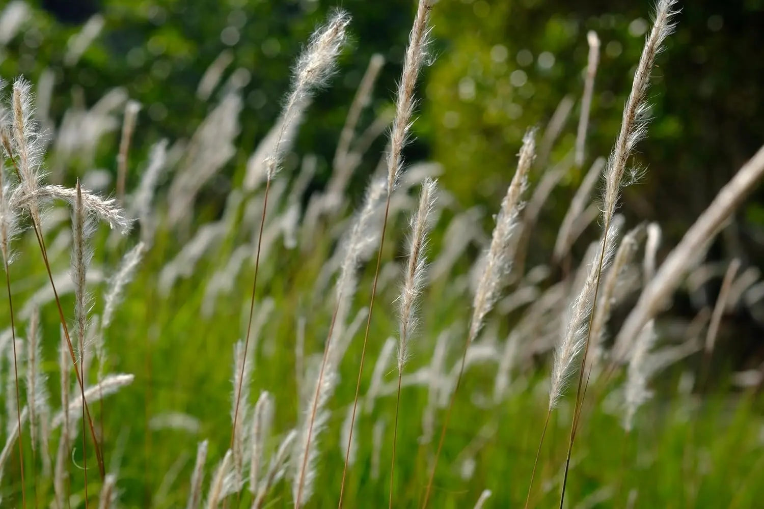 Japanisches Silberhaargras Imperata cylindrica von Stauden Gänge, Ziergras mit silbrigen, feinen Blättern, dekorativ im Garten.