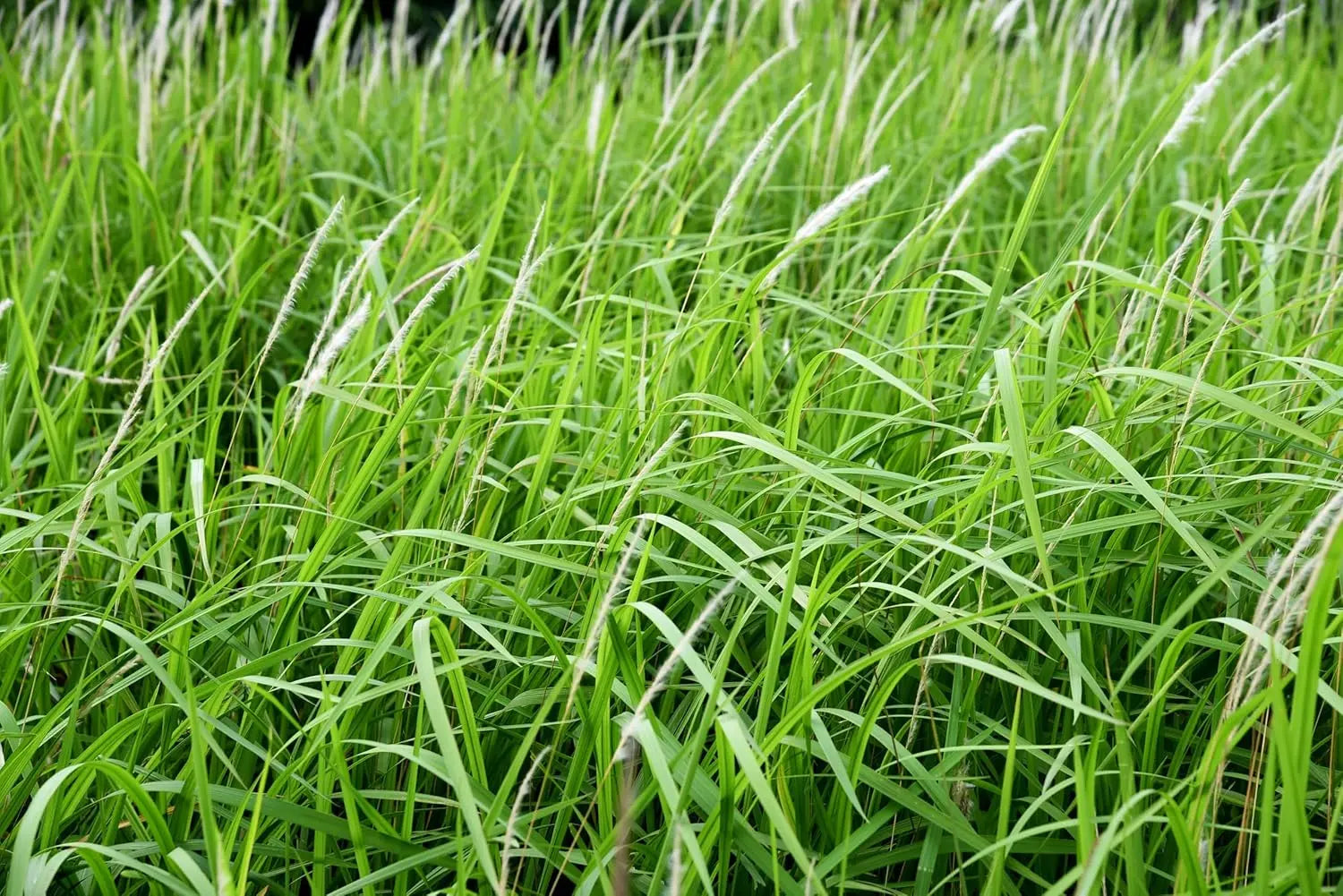 Japanisches Silberhaargras Imperata cylindica, Ziergras mit silbrigen, zarten Blättern, im Garten gepflanzt, von Stauden Gänge