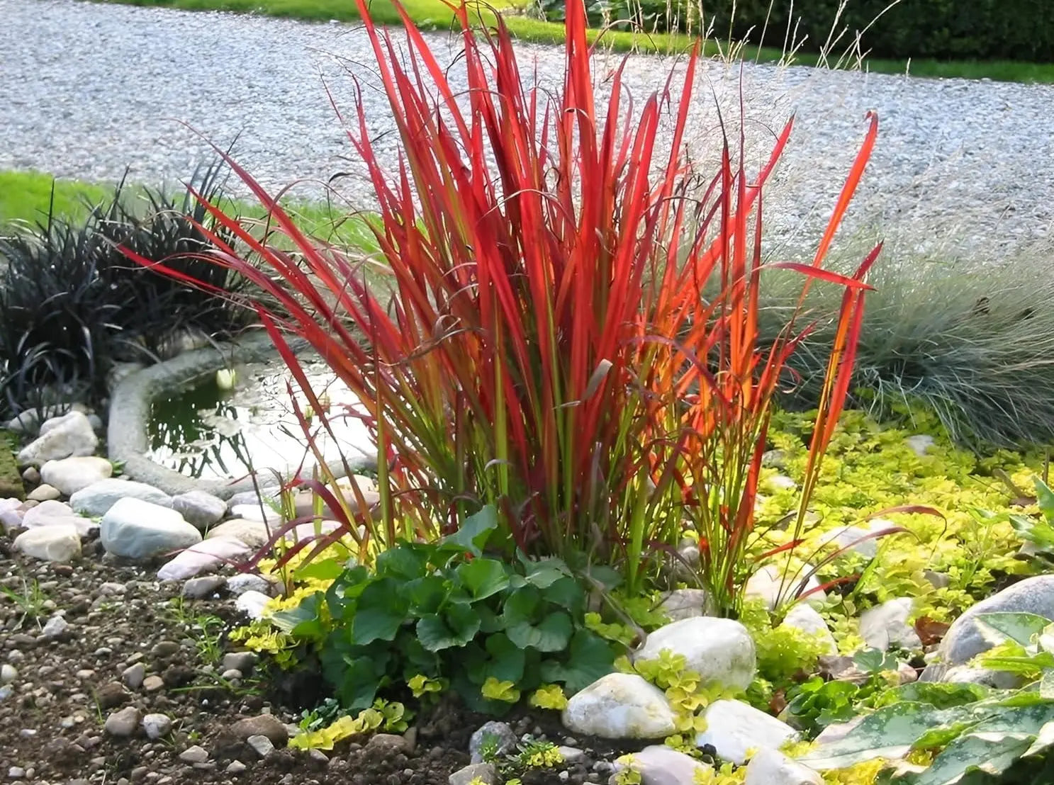 Ziergras Imperata cylindrica 'Red Baron' in XXL Topf, Japanisches Blutgras, grüne und rote Blätter, von Stauden Gänge.