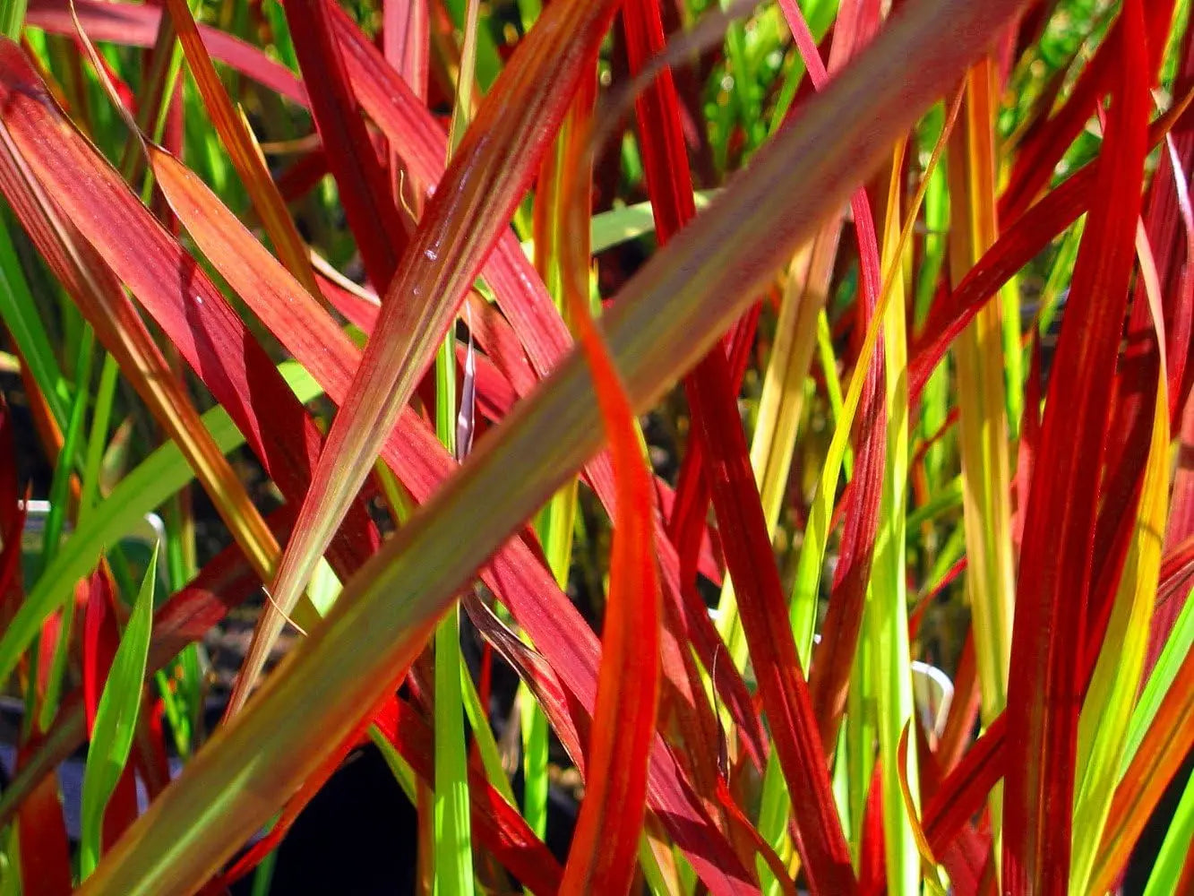 Japanisches Blutgras Imperata cylindrica 'Red Baron' in XXL-Topf, Ziergras mit roten Blättern, von Stauden Gänge.