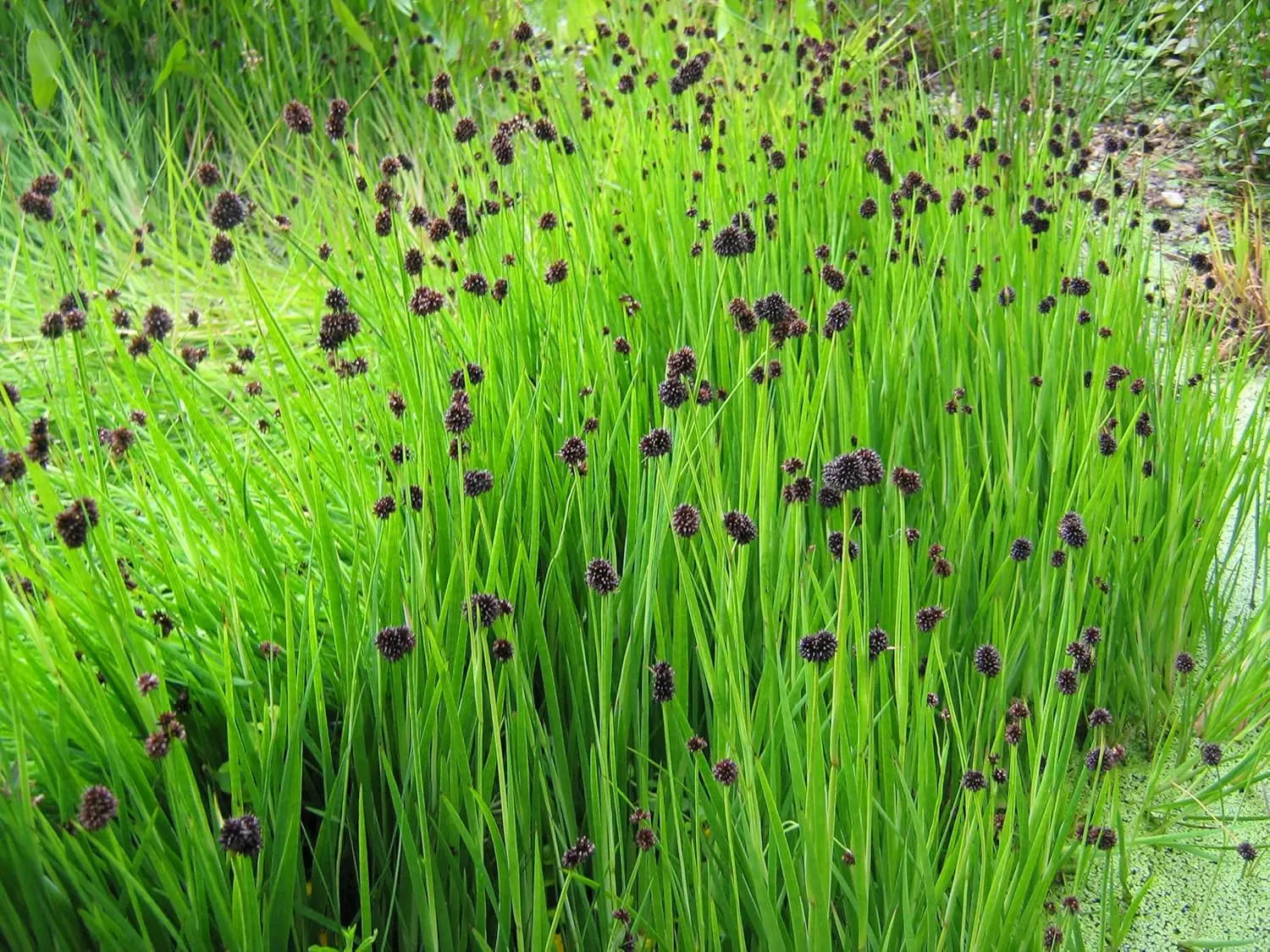 Ziergras Juncus ensifolius, Zwerg Binse, mit schmalen grünen Halmen, im Garten, von Stauden Gänge.