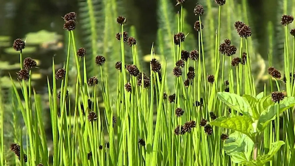 Ziergras Juncus ensifolius, Zwerg Binse, mit schmalen grünen Halmen, im Garten, Stauden Gänge, natürliche Pflanze
