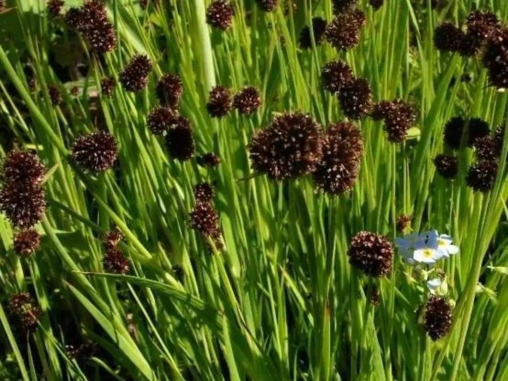 Ziergras Juncus ensifolius, Zwerg Binse, mit langen, schmalen grünen Blättern, im Gartenbeet, von Stauden Gänge.