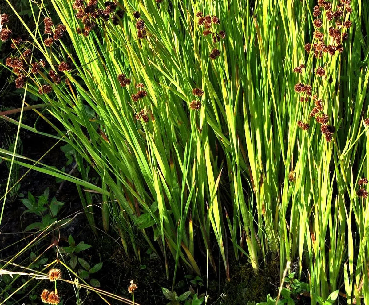 Ziergras Juncus ensifolius / Zwerg Binse von Stauden Gänge, grüne, schmale Graswedel, im Garten.