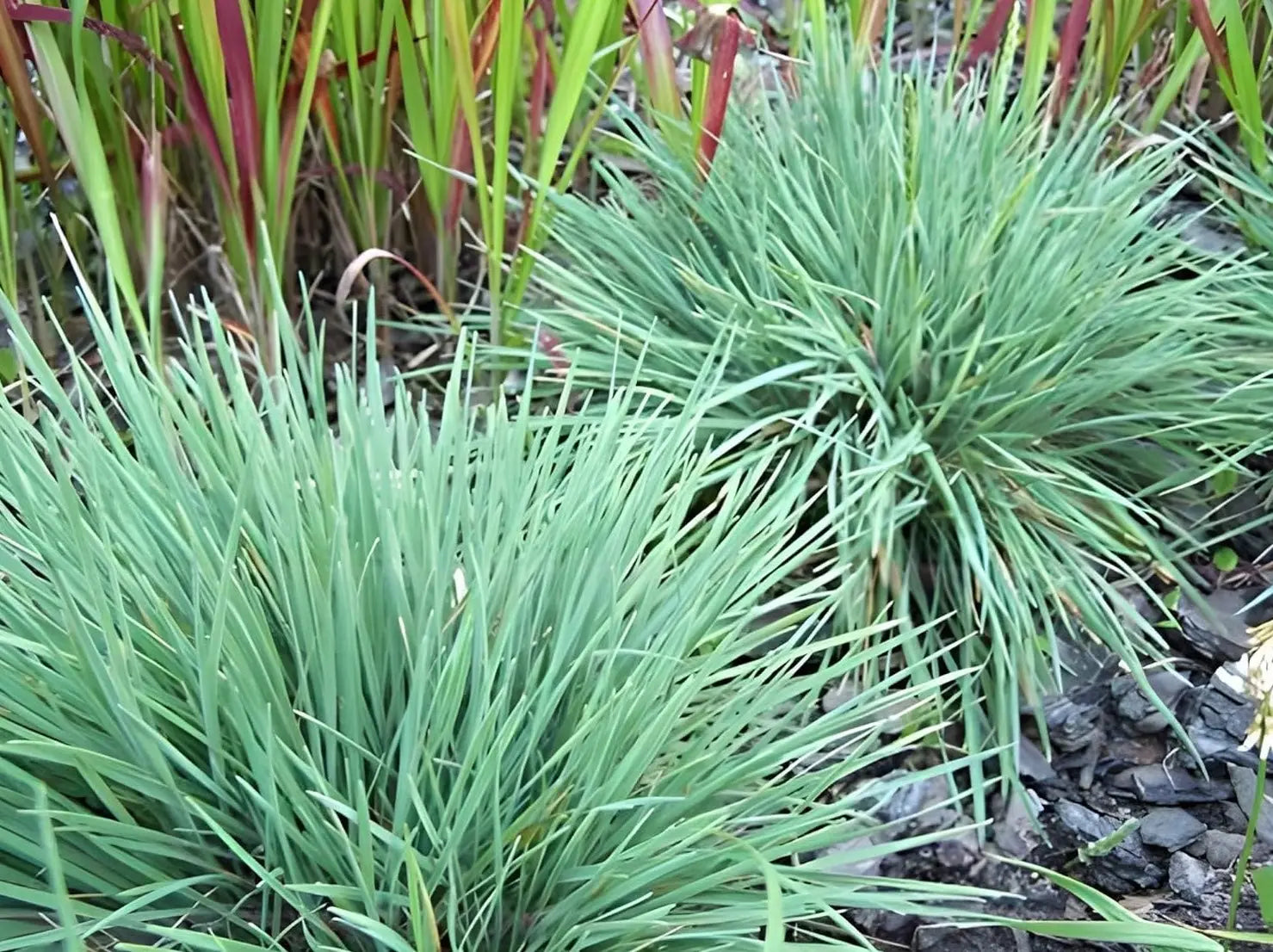 Ziergras Koeleria glauca, Blaues Schillergras, von Stauden Gänge, mit silbrigen Blättern und zarten Blüten im Garten.