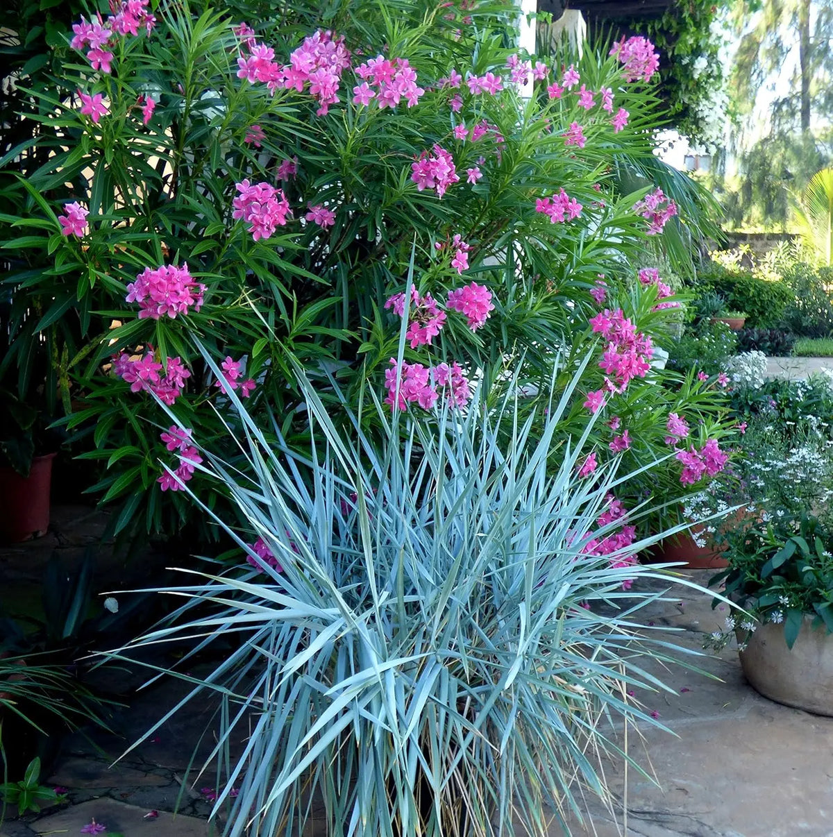 Blaue Leymus arenarius 'Blue Dune' Ziergras von Stauden Gänge, mit langen, buschigen Blättern und silbrigem Blauton