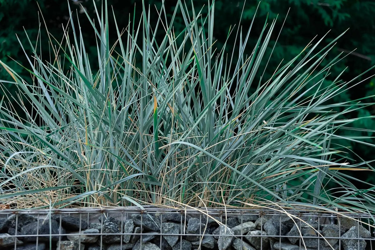 Blaue Leymus arenarius 'Blue Dune', Ziergras von Stauden Gänge, mit schmalen, bläulich-grünen Blättern im Garten.