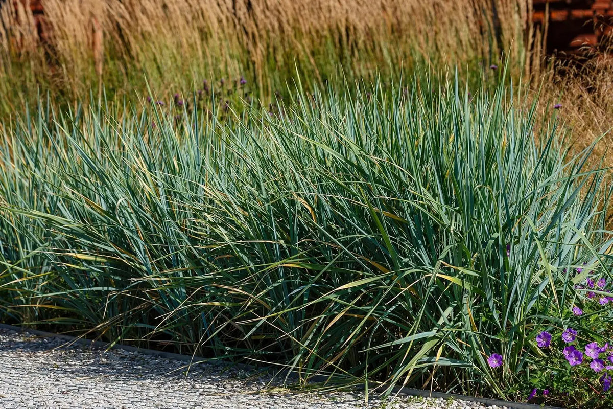 Blaues Ziergras Leymus arenarius 'Blue Dune' in XXL Topf, Stauden Gänge, mit grünen, bläulichen Halmen