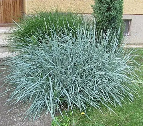 Blaues Ziergras Leymus arenarius 'Blue Dune' in XXL-Topf, dekoratives Strandroggen-Gras von Stauden Gänge