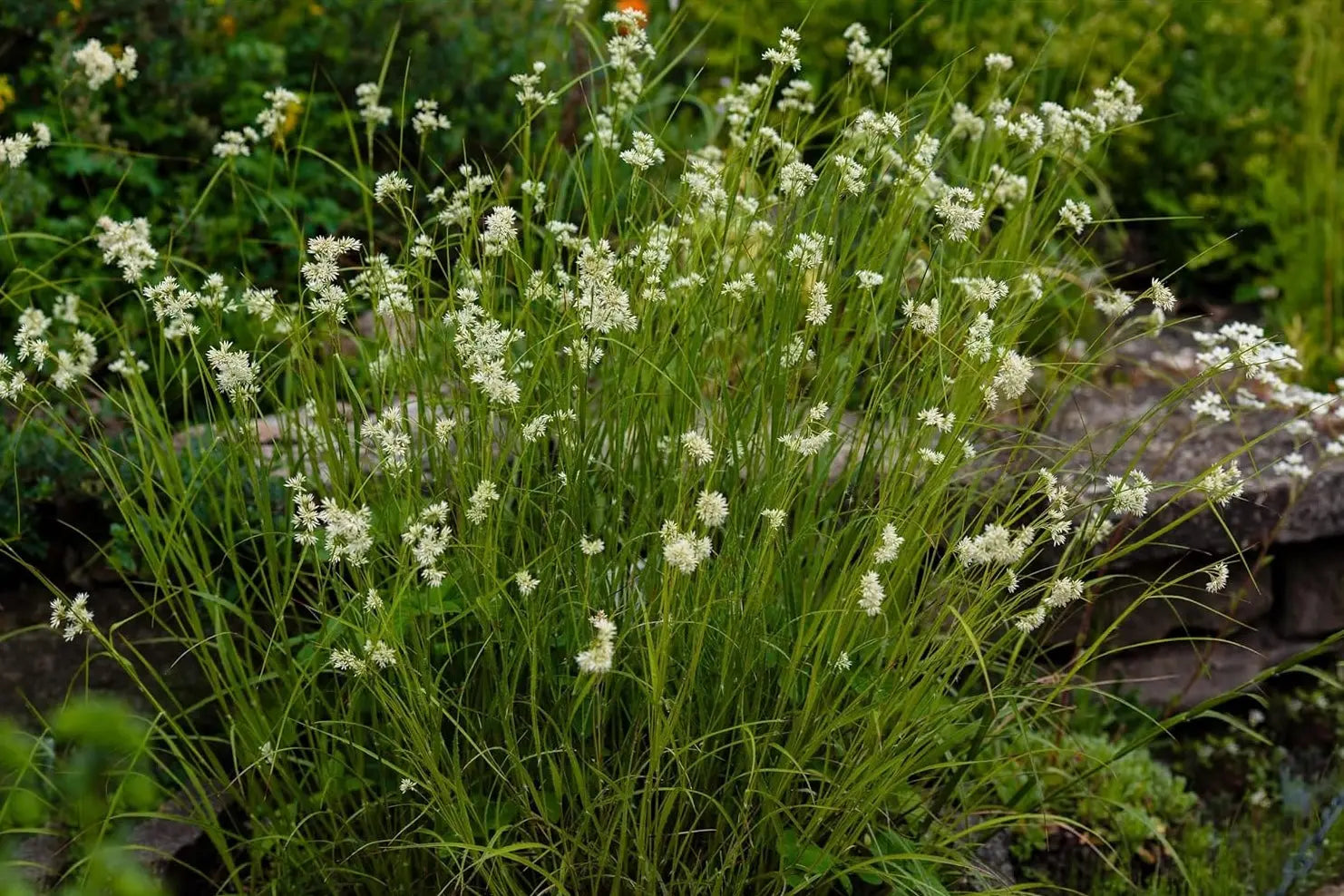 Ziergras Luzula nivea, Schnee-Marbel, mit weißen Blättern und zarten Halmen, im Gartenbeet, Stauden Gänge.