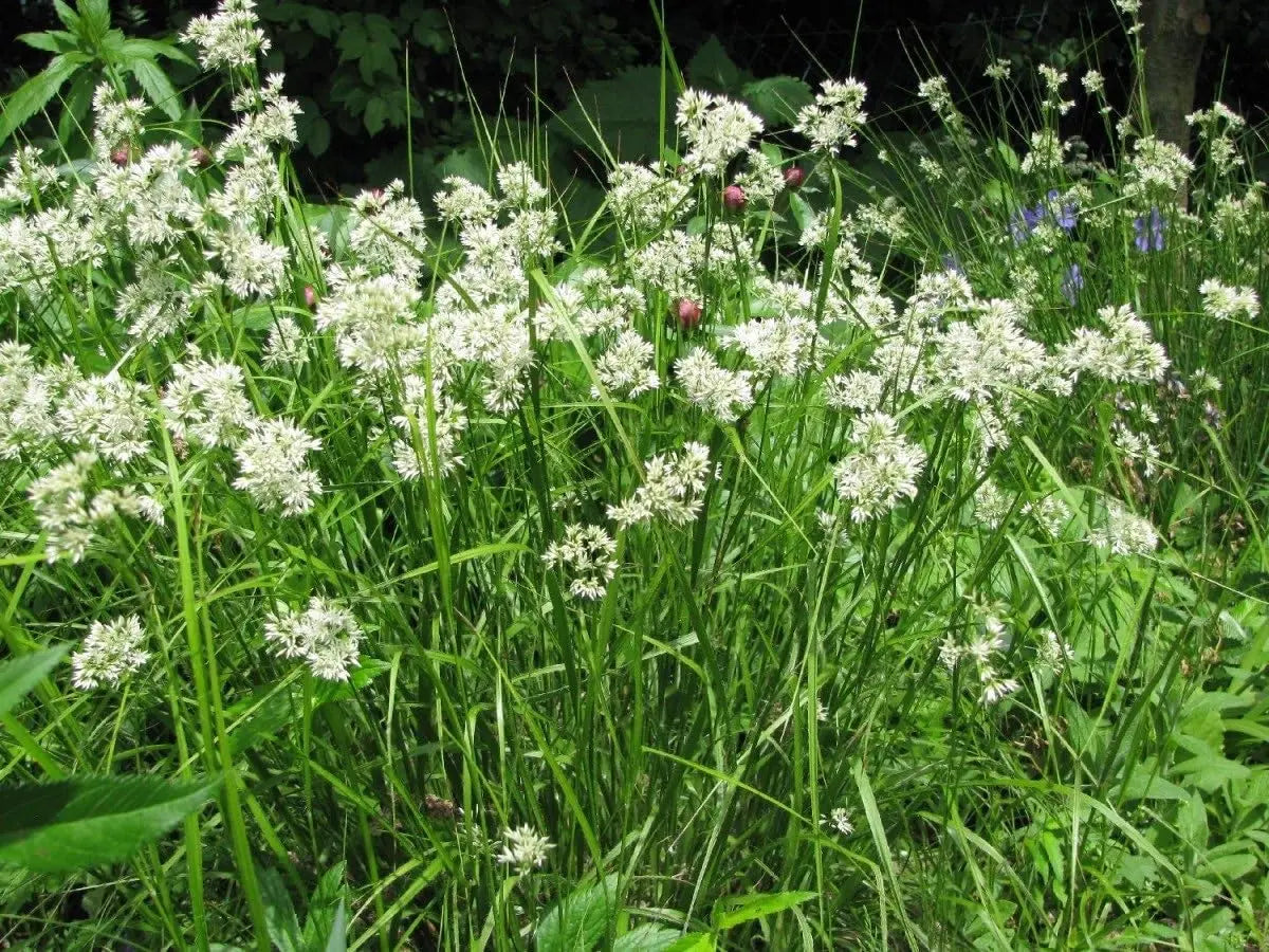 Ziergras Luzula nivea (Schnee-Marbel) mit weißen Blättern, gepflanzt im Garten, Stauden Gänge, natürliche Gartenpflanze