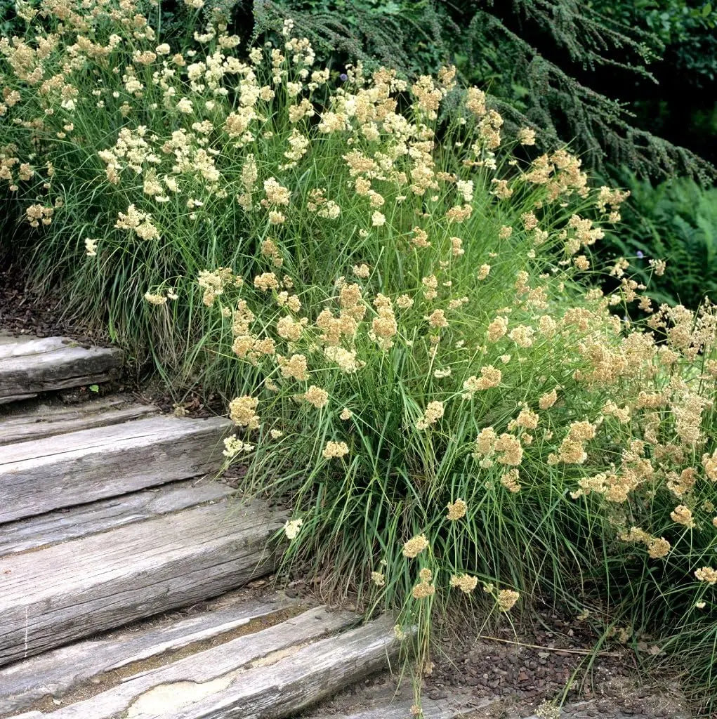 Ziergras Luzula nivea / Schnee-Marbel von Stauden Gänge, weiße Blätter, wächst auf Erde, dekoratives Gartenpflanzenbild