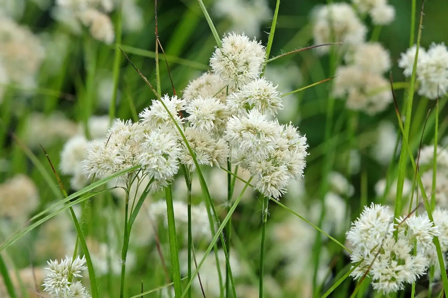 Ziergras Luzula nivea (Schnee-Marbel) mit weißen Blättern, dekorativ im Garten, von Stauden Gänge