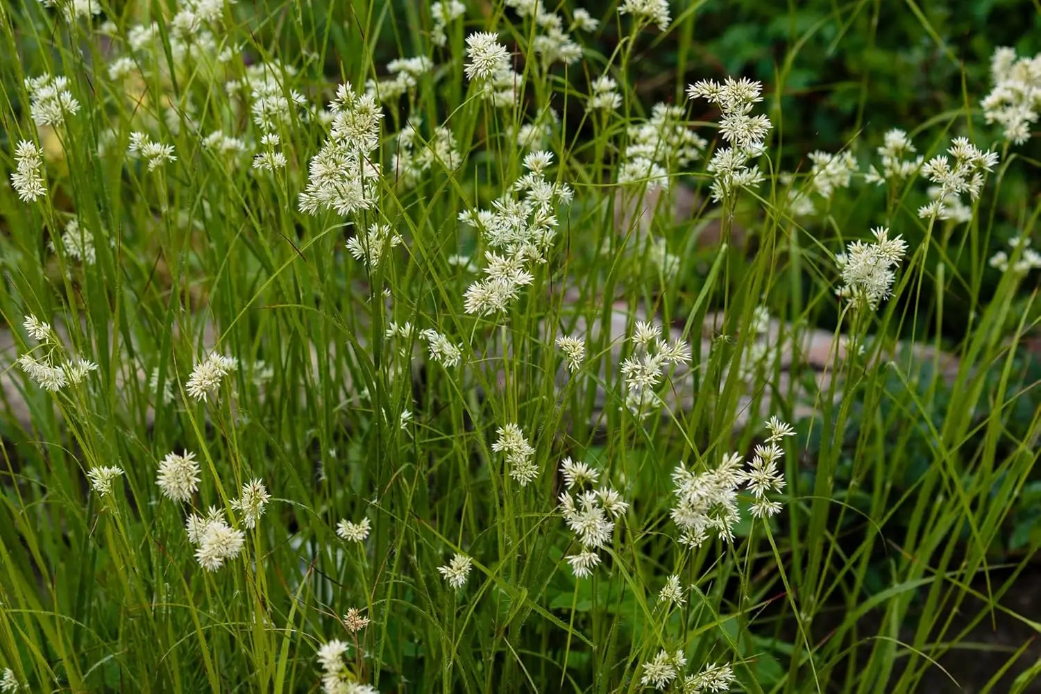 Luzula nivea, Schnee-Marbel, Ziergras von Stauden Gänge, dichtes, weißes Ziergras mit feinen Blättern im Garten.