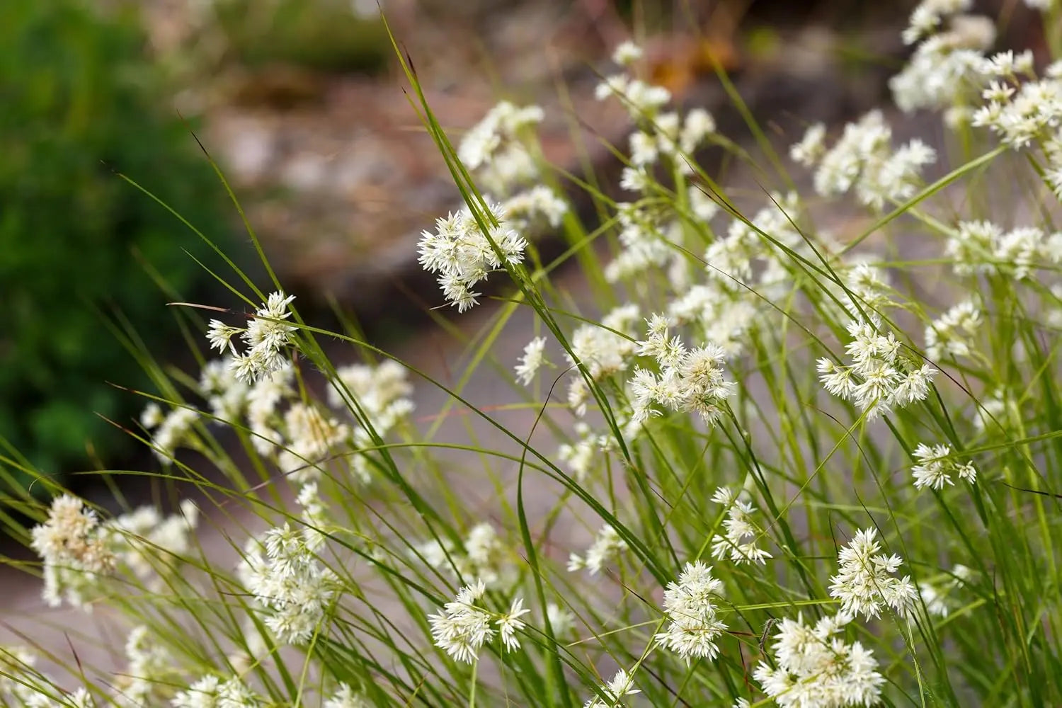 Ziergras Luzula nivea / Schnee-Marbel von Stauden Gänge, weiße, buschige Pflanze mit schmalen Blättern in Gartenszene