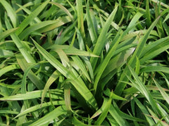 Ziergras Luzula sylvatica, Wald-Marbel, grüne Blätter, Stauden Gänge, natürliches Ziergras für Garten und Beete